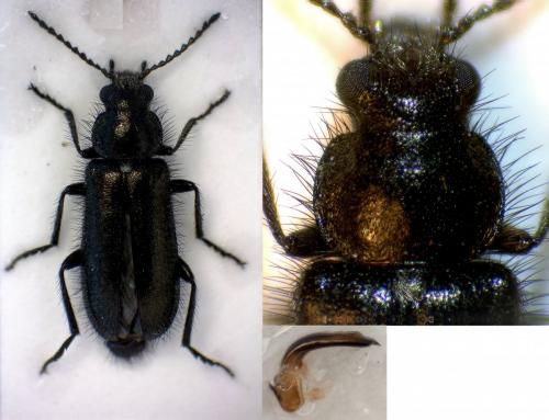Réf. 283 925 : Dasytes tristiculus